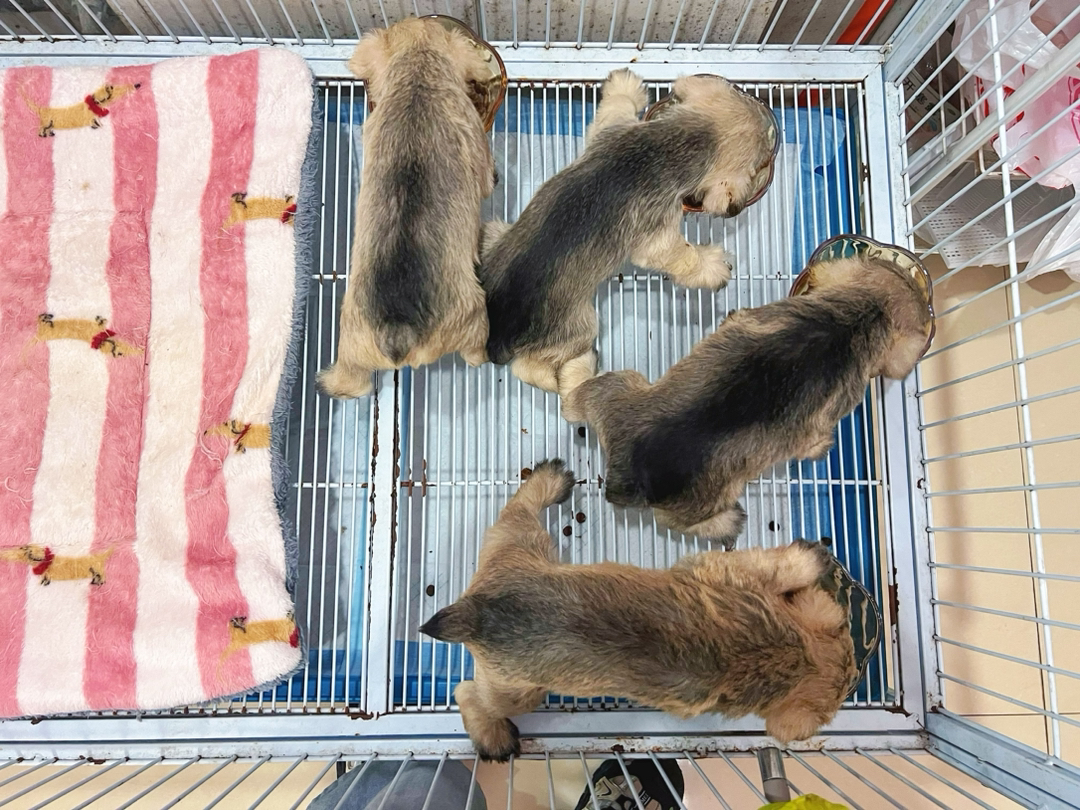雪纳瑞幼犬,毛色斑驳可爱,活泼机敏,温顺亲人,家庭伴侣佳选