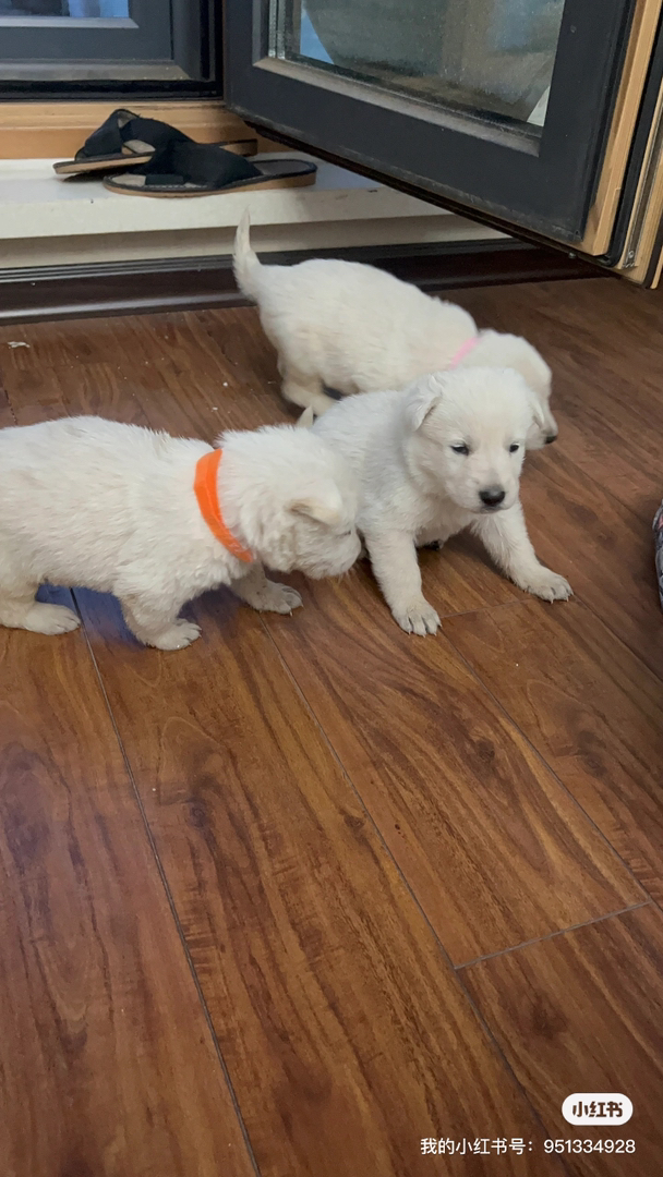 白色瑞士牧羊犬！看家护院一把好手！
