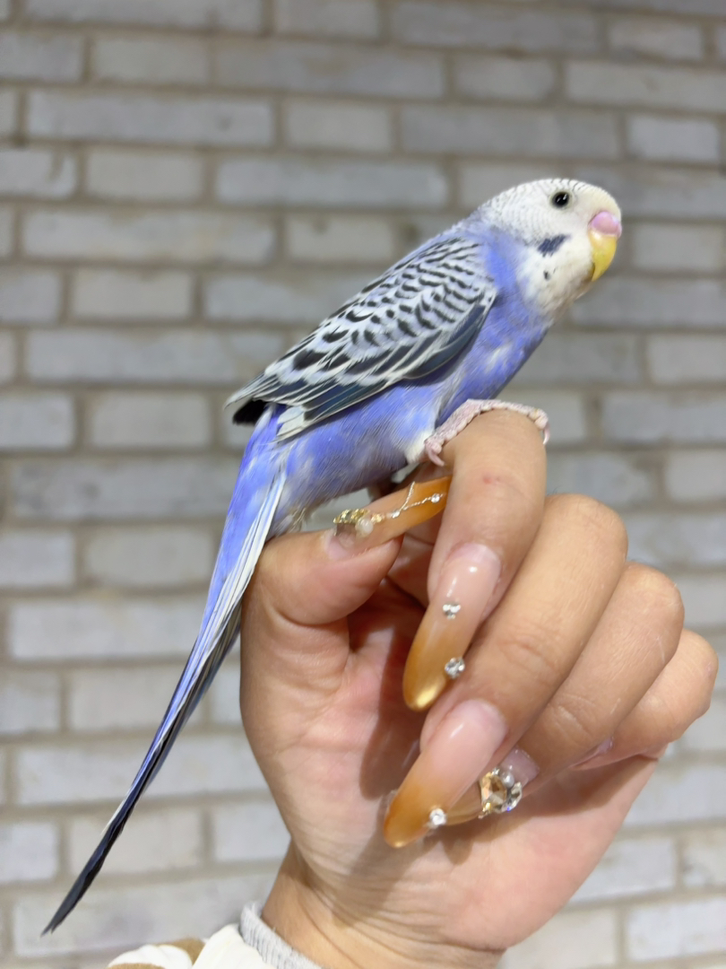 紫色大头，颜色漂亮体型优美，手养亲人