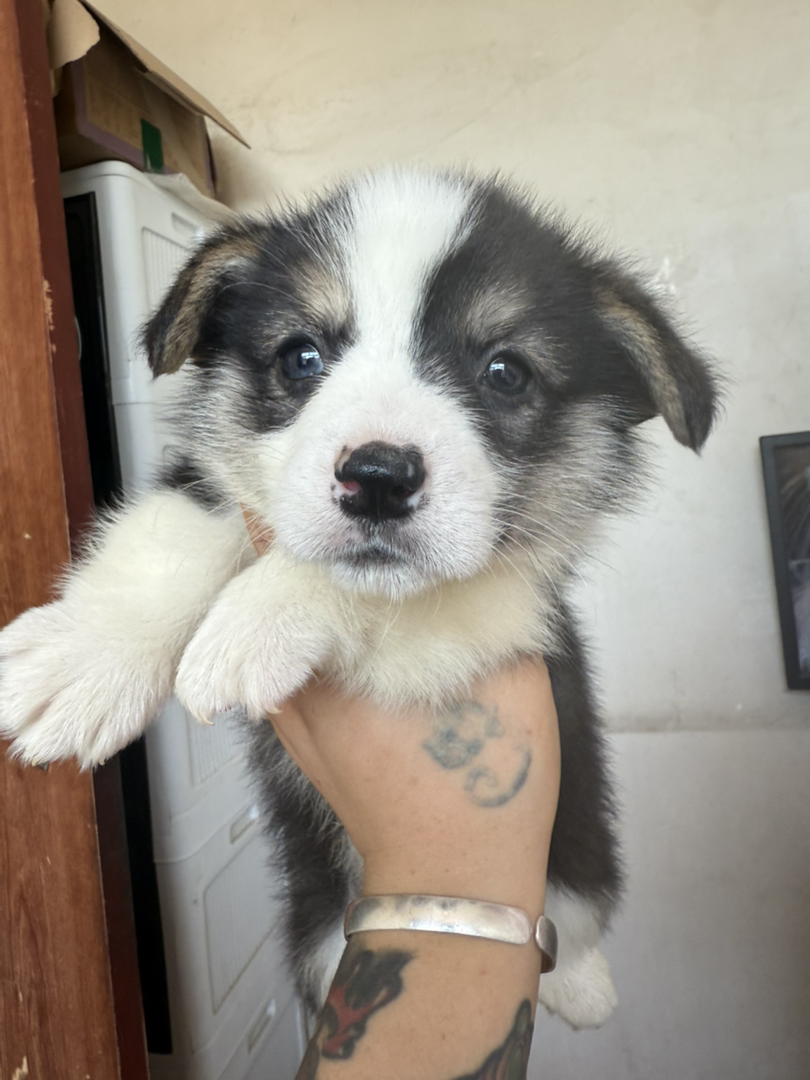 可爱三色柯基幼犬，黑白毛色颜值高，聪明伶俐好伙伴