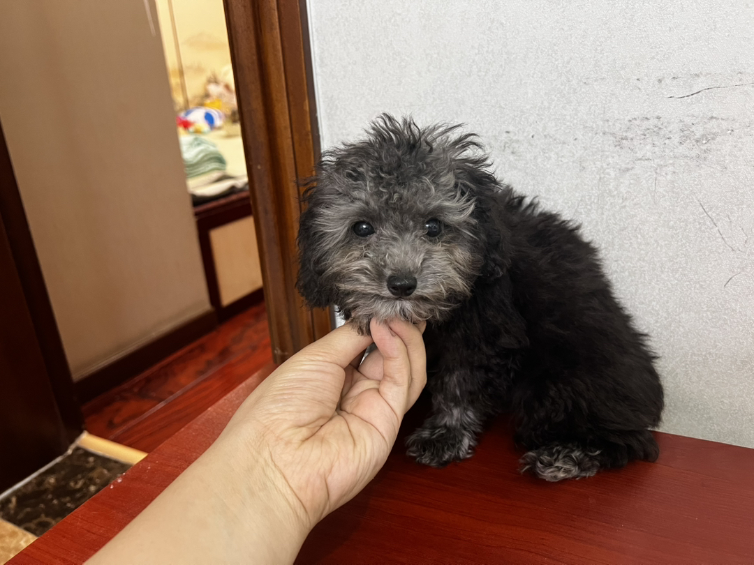 可泰迪犬，小巧玲珑，毛发蓬松，尽显萌态惹人爱