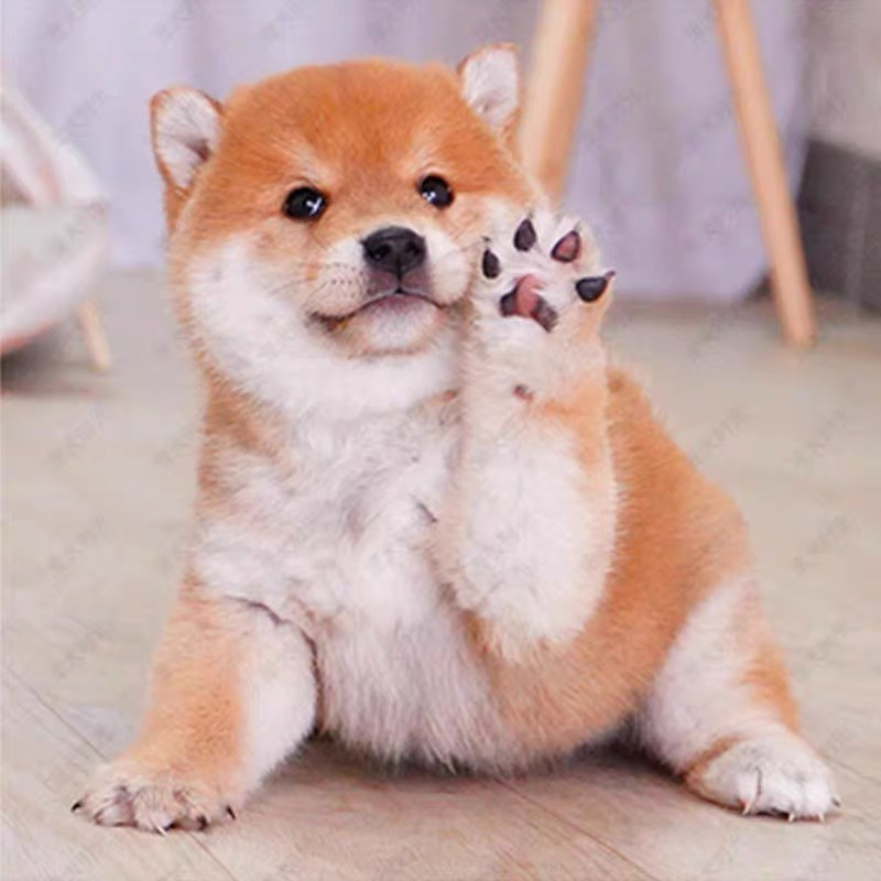 高端柴犬❤️金牌🥇商家推荐