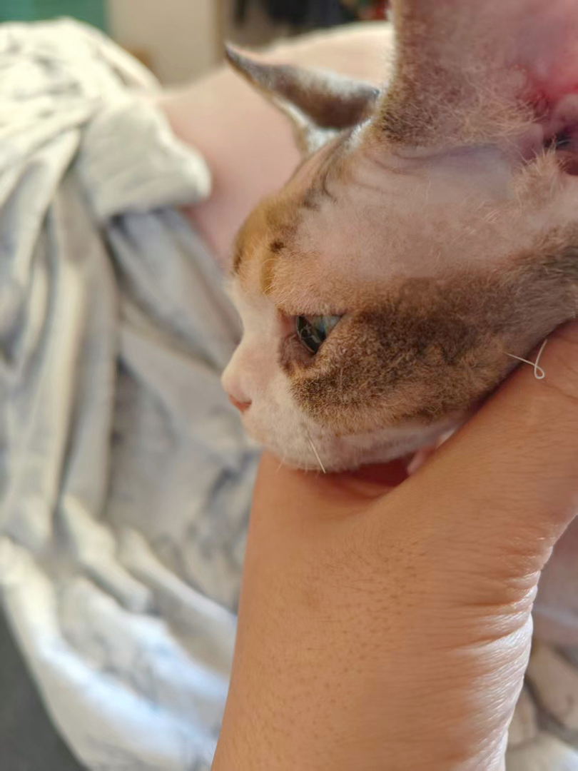高颜值德文卷毛猫三花妹妹