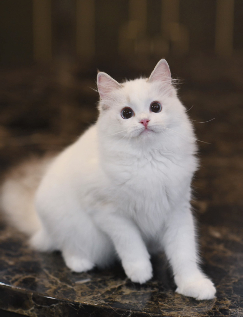 蓝双布偶，赛级双血统，性格活泼温和，冬日暖手必备