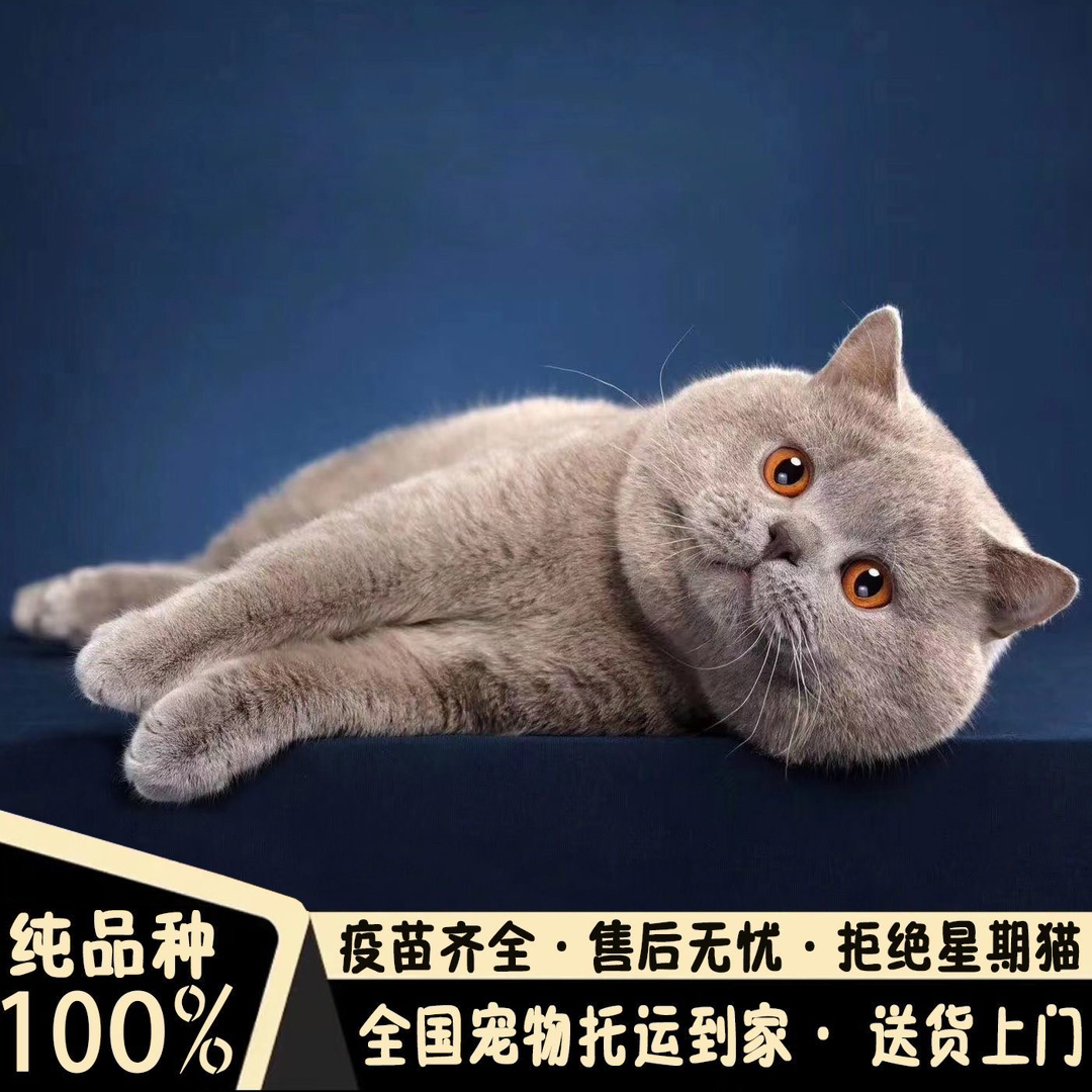 高端超级大胖脸包子脸蓝猫❤️平台推荐