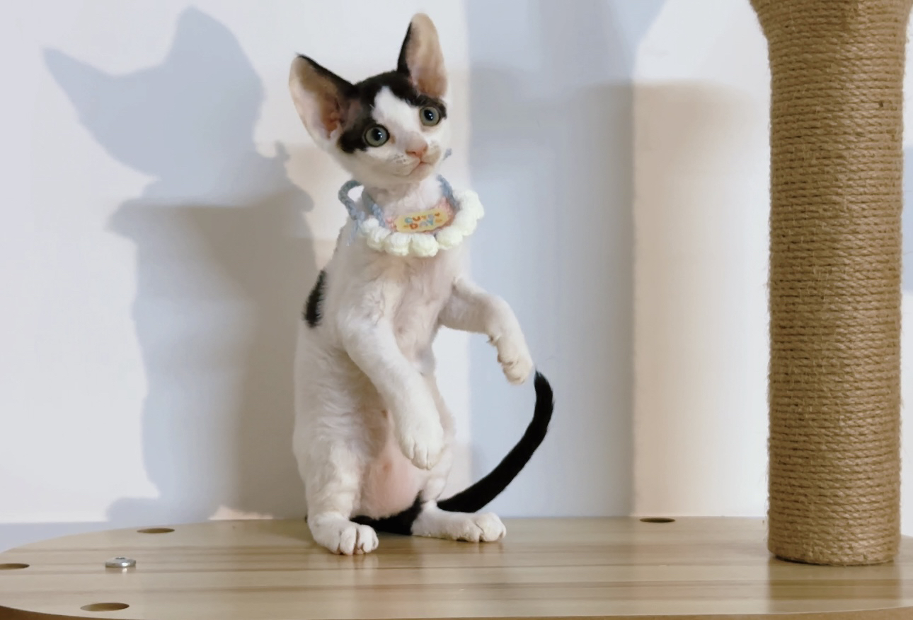 德文卷毛猫，精灵感十足，个性亲人超可爱