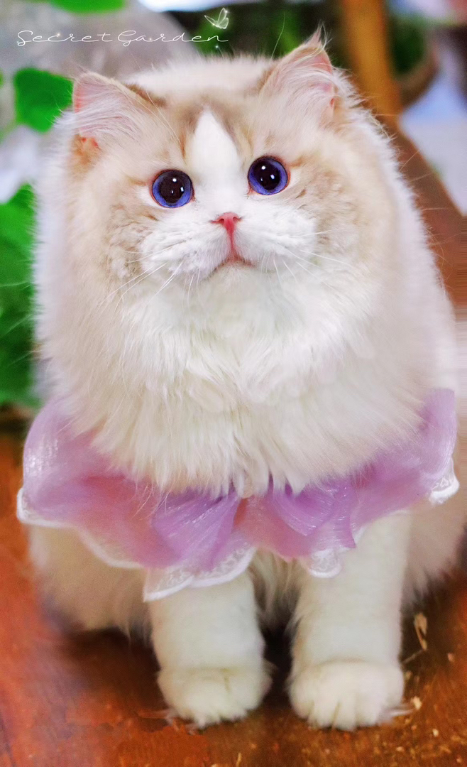 高端布偶猫