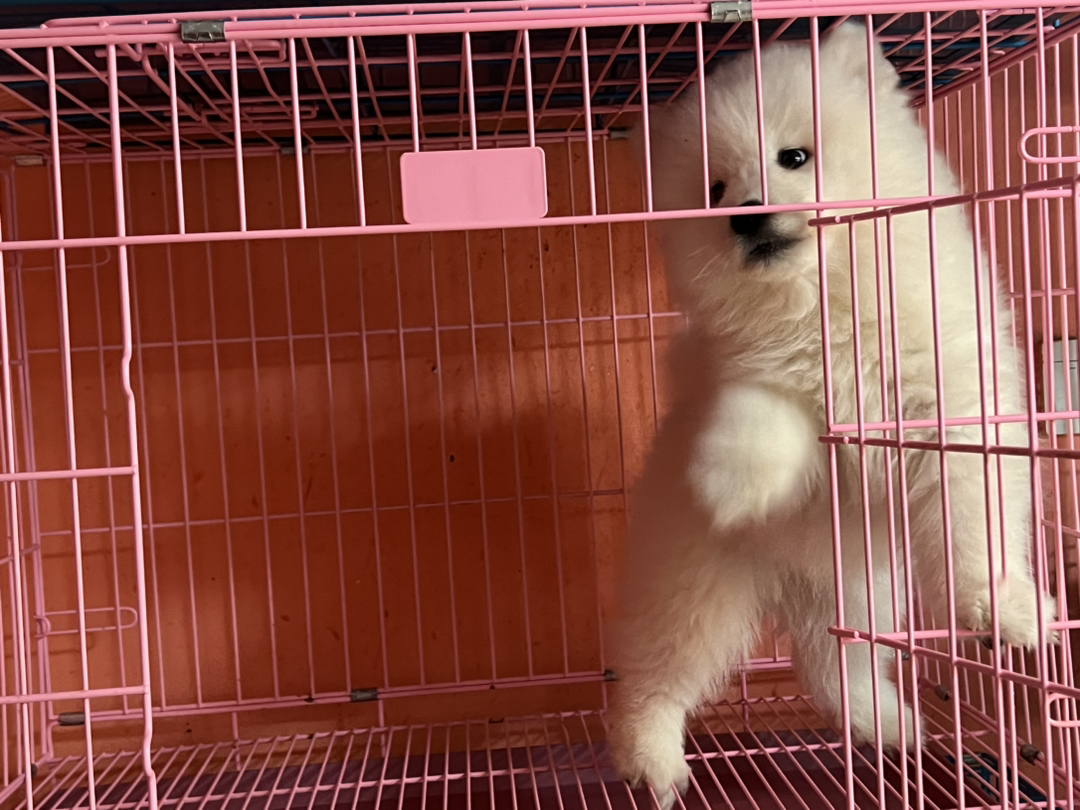 萨摩耶幼犬，毛白如雪，可爱乖巧，治愈系萌宠