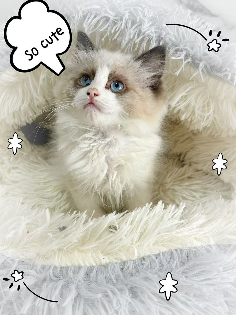 布偶猫