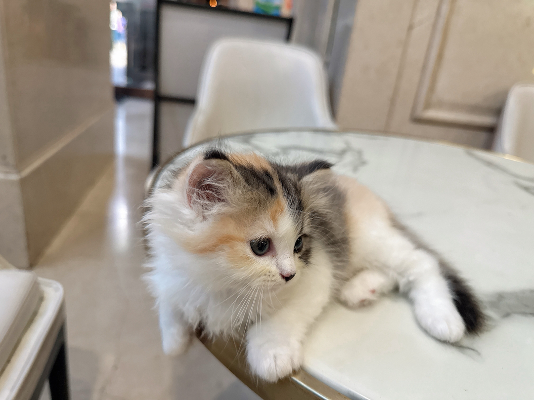 可爱三花猫，颜值爆表，独特毛色，萌化你的心