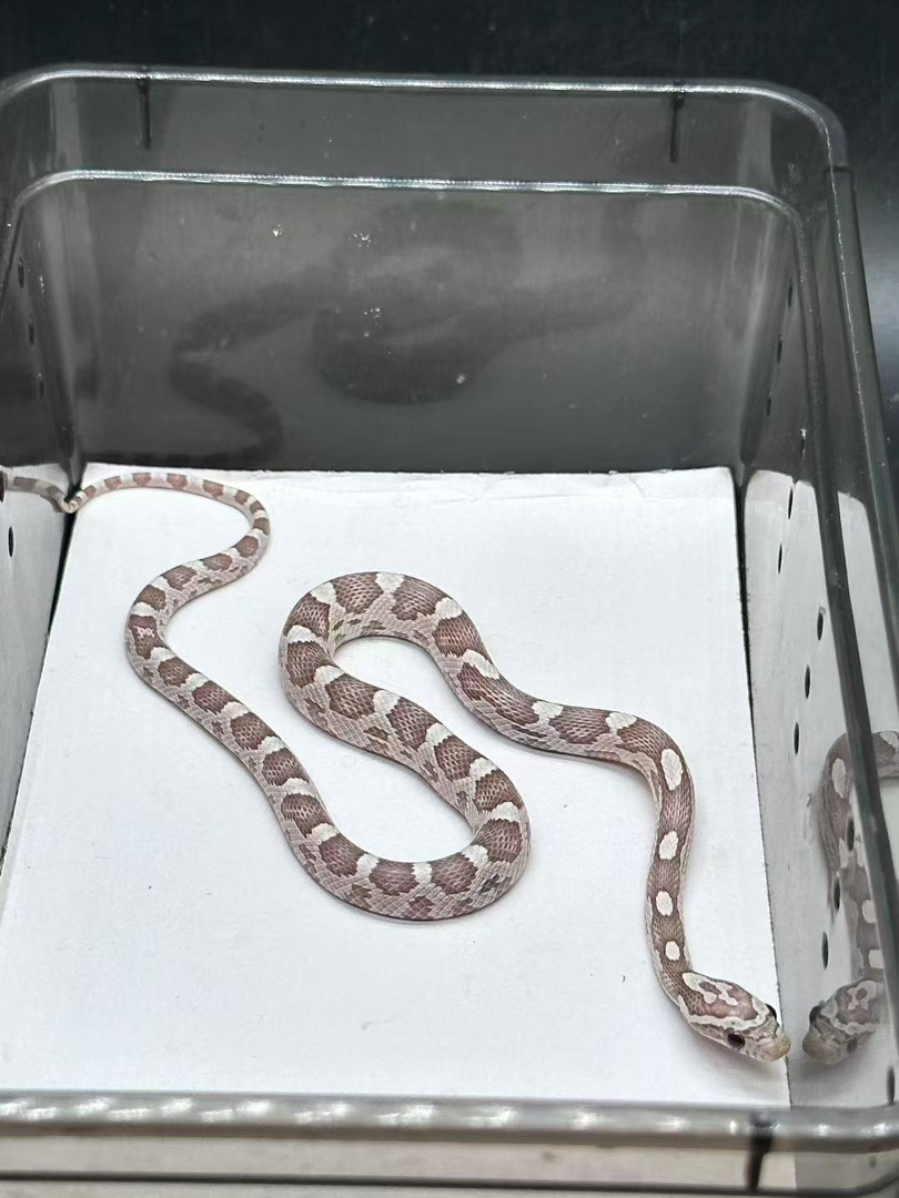 淡黑锡金玉米蛇苗子包邮包活包风险好养适合新手稳冻，蛇不能也不需要打疫苗