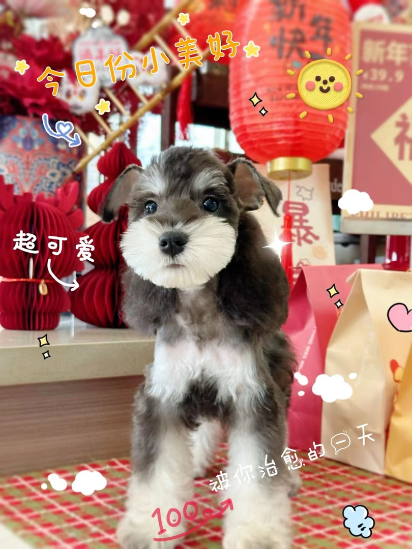 新年福利米其耳雪纳瑞疫苗齐全4个月