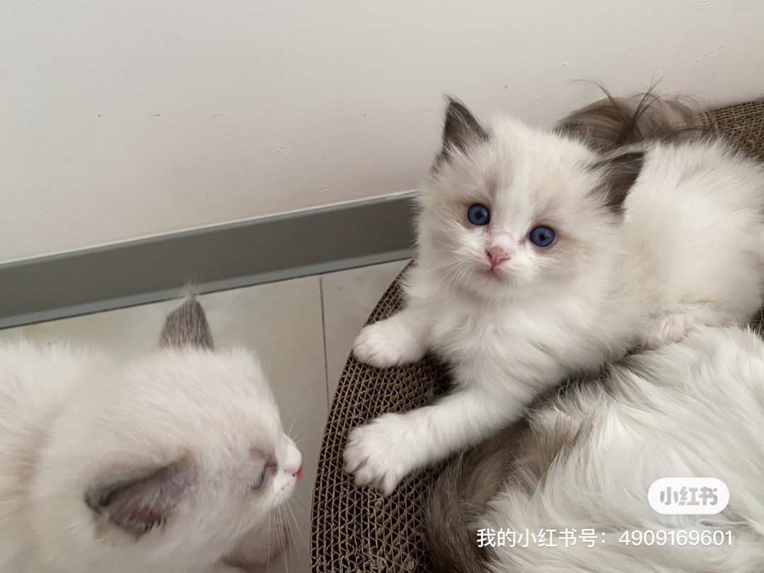 自己猫生的一个月零四天布偶奶猫，可爱活泼