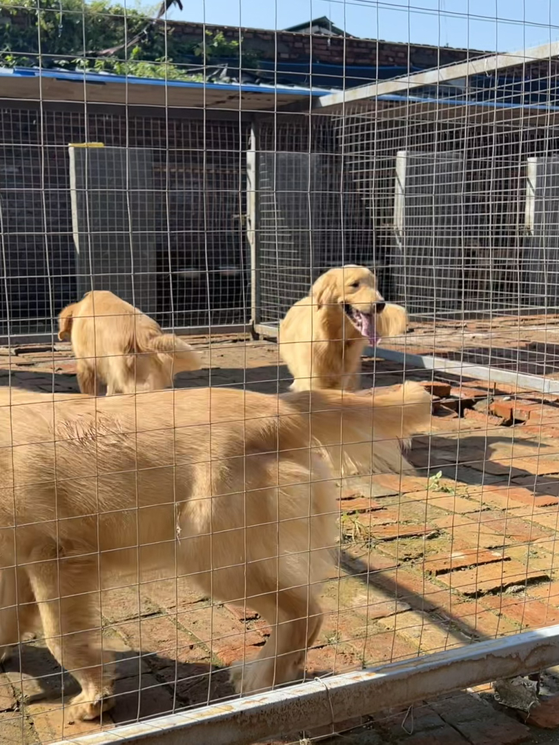 金毛犬，颜值高性格暖，温顺乖巧，是理想的家庭陪伴宠物