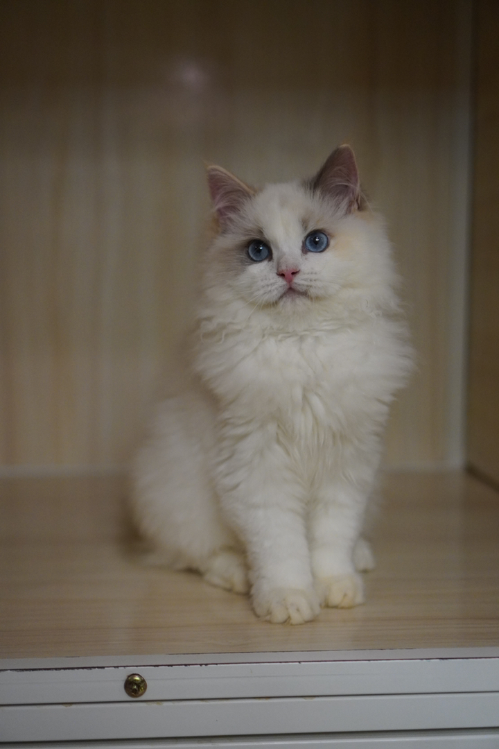 布偶猫