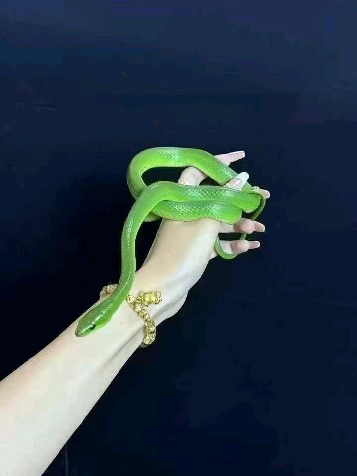 翠青蛇，包邮包风险可上手温顺无毒，蛇无需打疫苗，注意甄别