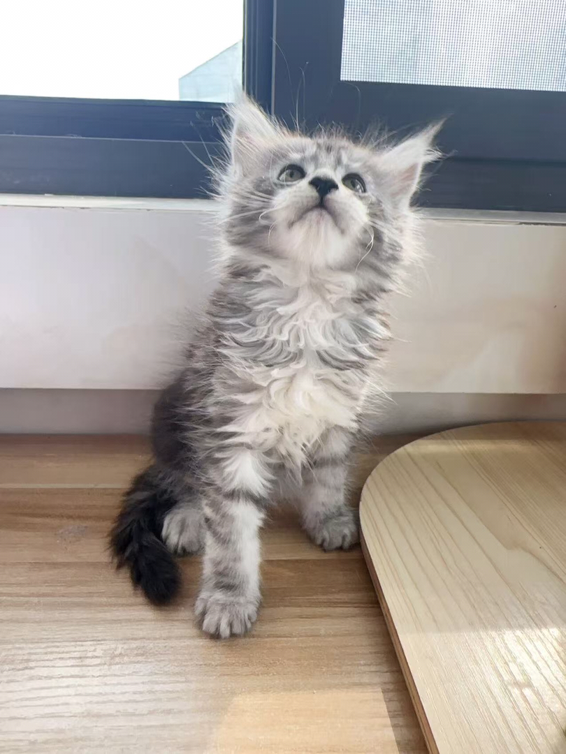缅因猫