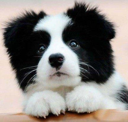 双血统赛级边牧❤边境牧羊犬