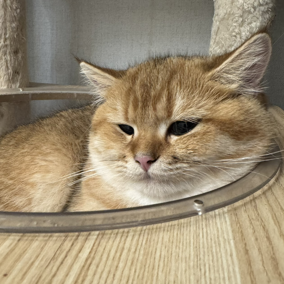 金渐层弟弟找新家～