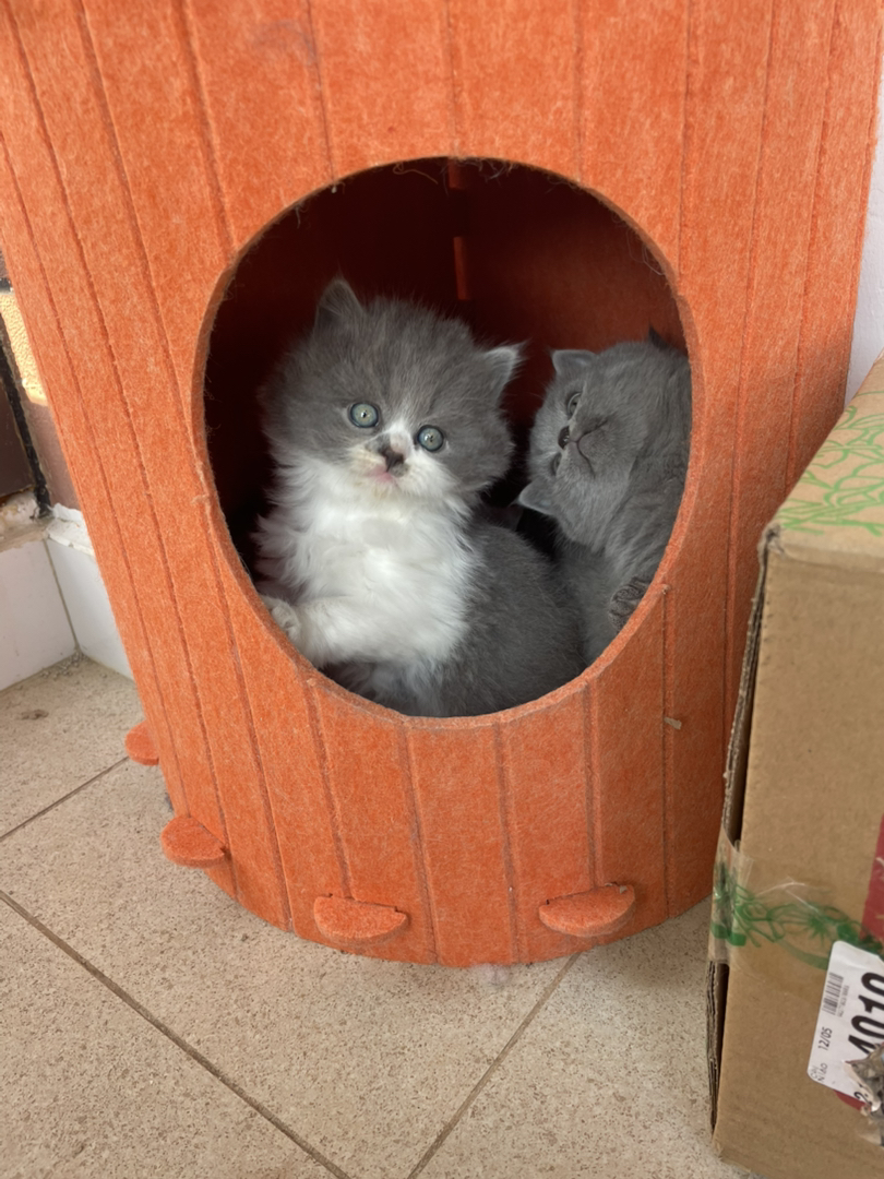 出售，英短蓝猫幼崽，蓝白幼崽，正宗血统，会用猫砂，驱虫疫苗一针