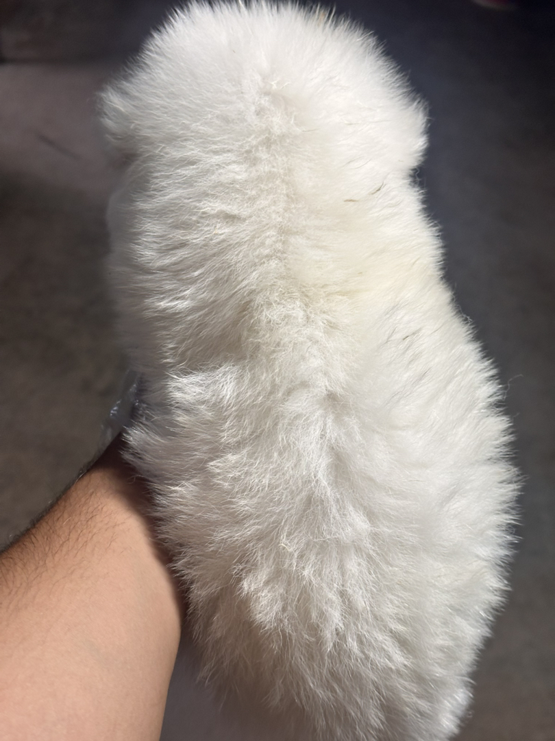可爱萨摩耶幼犬，毛白如雪，温顺乖巧，萌宠最佳选择