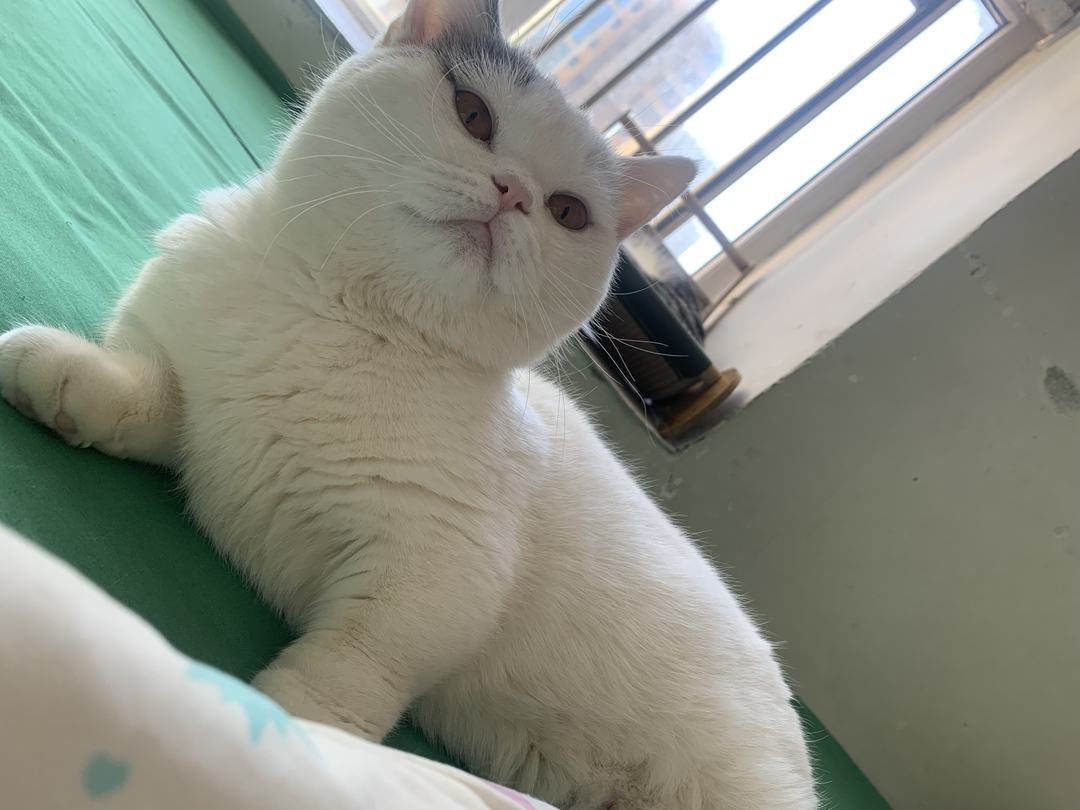 可爱英短猫咪，圆润大眼粉鼻，温柔乖巧超治愈
