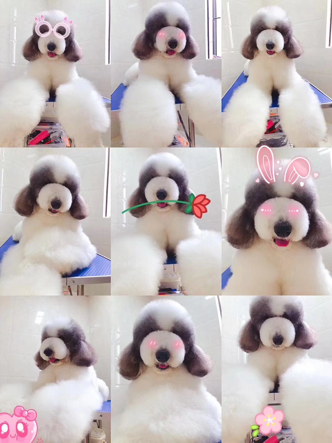 花色巨贵犬❤️疫苗齐全❤️全国发货