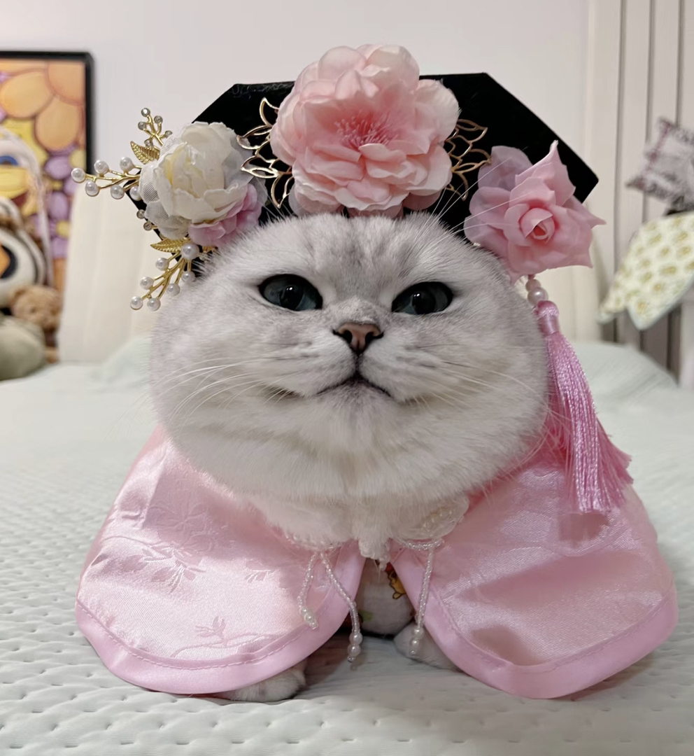 网红银渐层猫咪❤️大胖脸英短猫咪