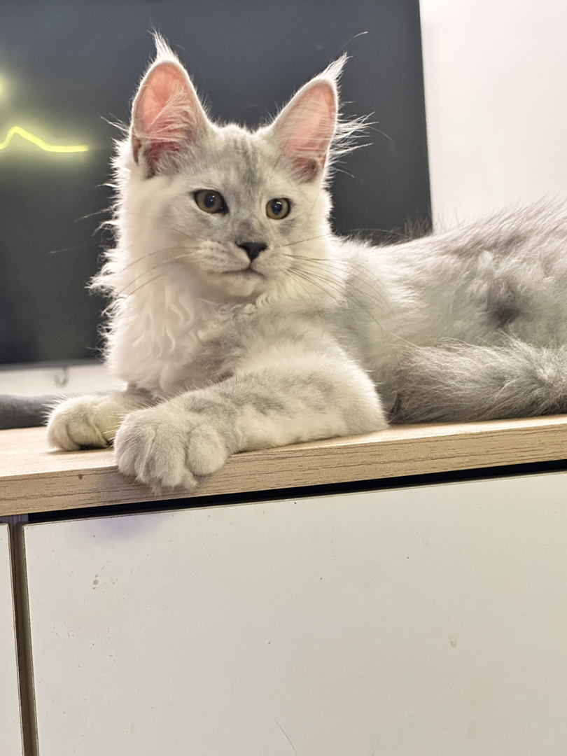 缅因猫高烟阴影烟弟弟,两针疫苗