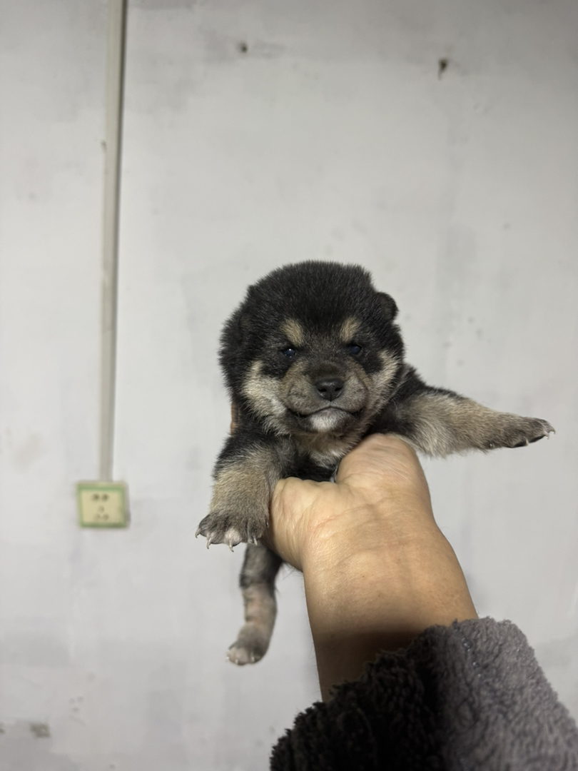 黑色极品豆柴犬