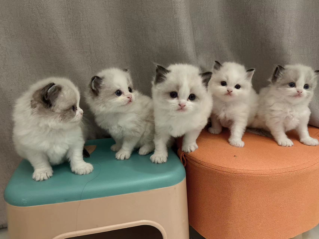可爱布偶猫幼崽,颜值超高,性格温顺,理想的宠物伴侣