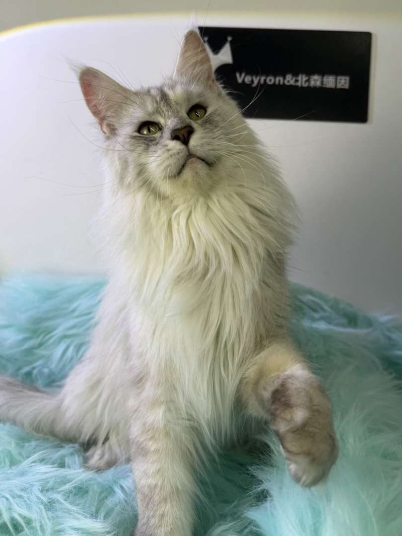 顶级缅因繁育种猫