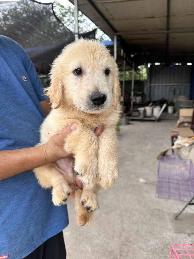 金毛幼犬，软萌可爱，性格温顺，陪伴家人的暖心萌宠
