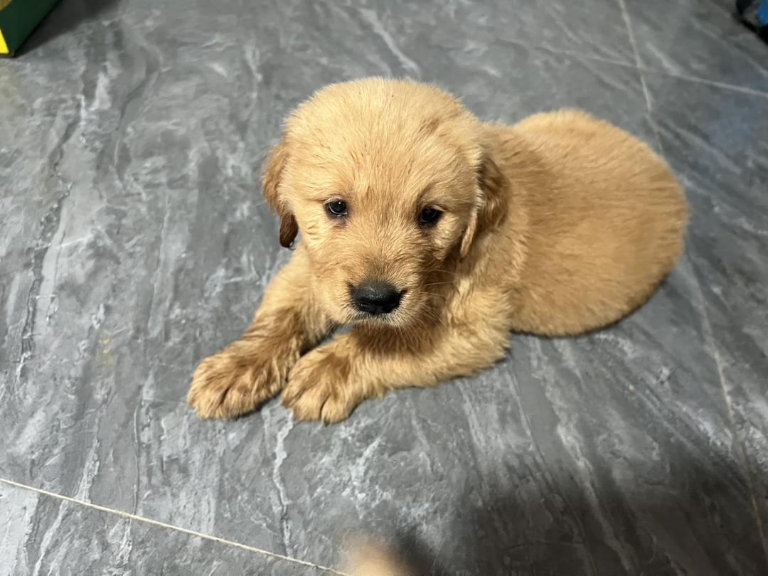 金毛幼犬，慵懒可爱，只因想要，不惧炎炎夏日