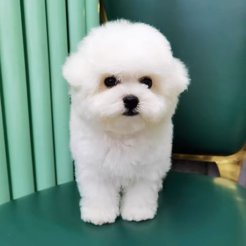 高端爆毛比熊❤️随时发货