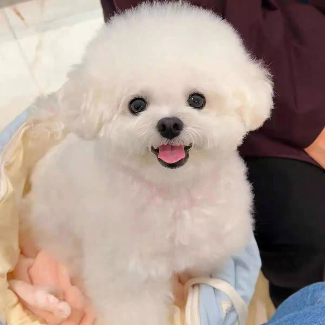 可爱比熊犬,雪白蓬松,身着彩衣,萌态十足惹人爱