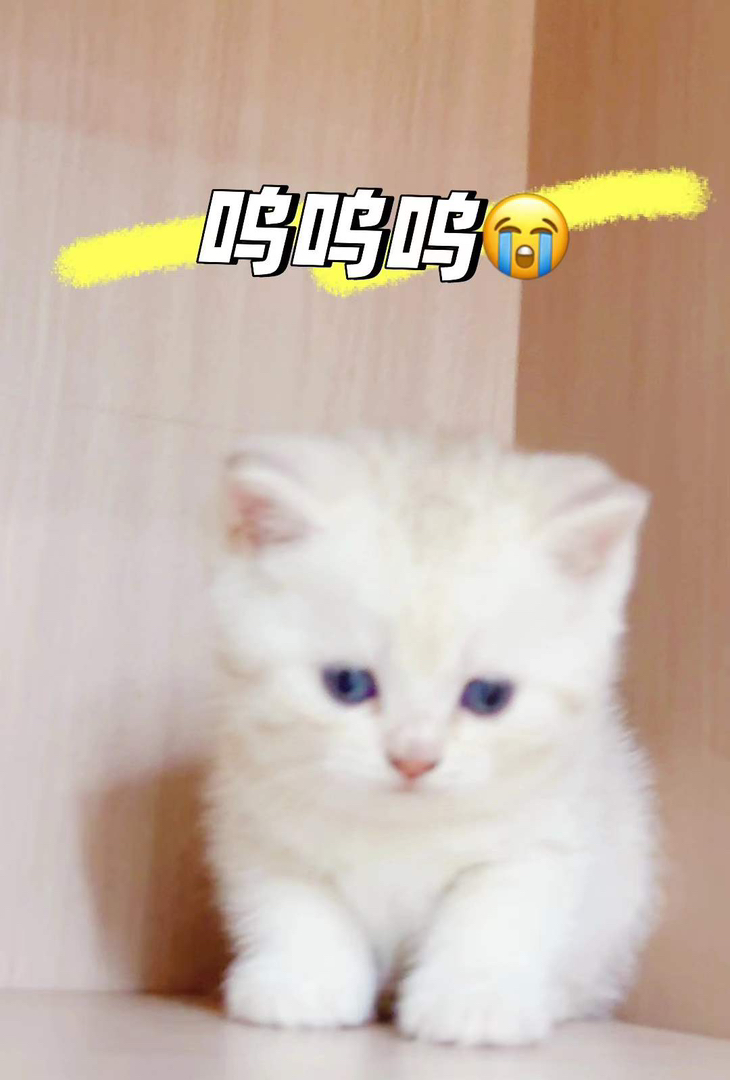 小奶猫银渐层妹妹带点花纹