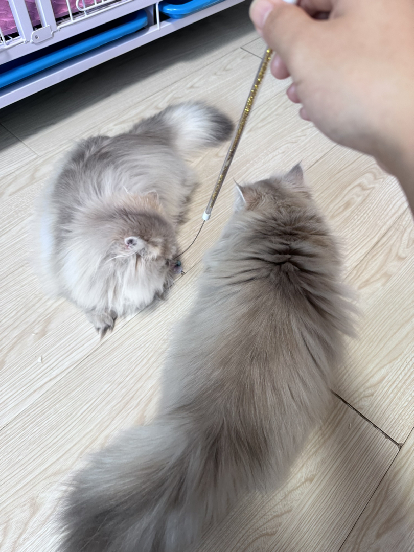 11色蓝金拿破仑找新家