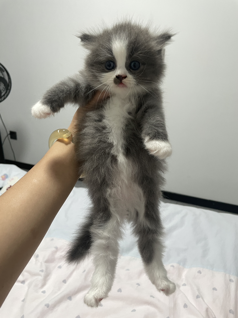 蓝白长毛 性格很好 胆子大 是大家口中的小狗猫