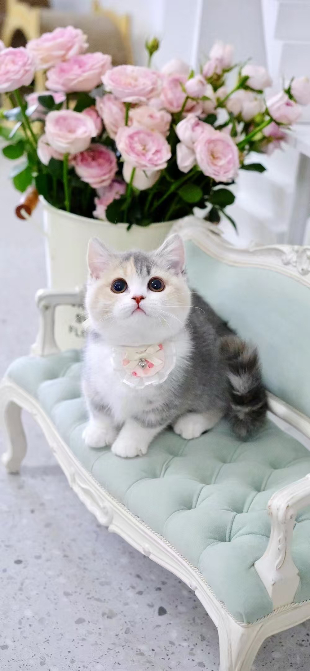 四个月三花拿破仑小仙女