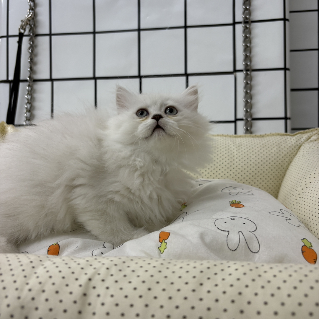 长毛银渐层妹妹