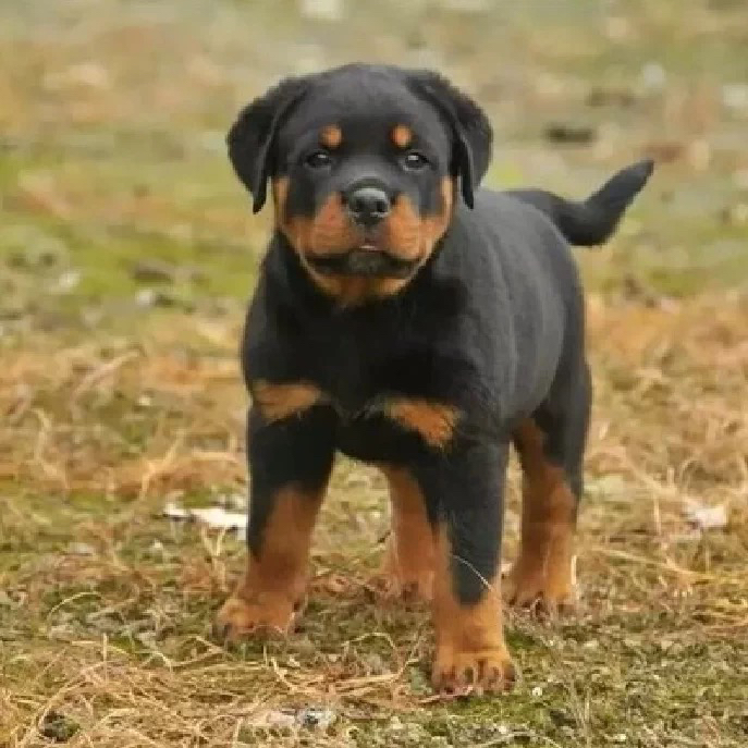 双血统带证书芯片❤️高端护卫犬罗威纳