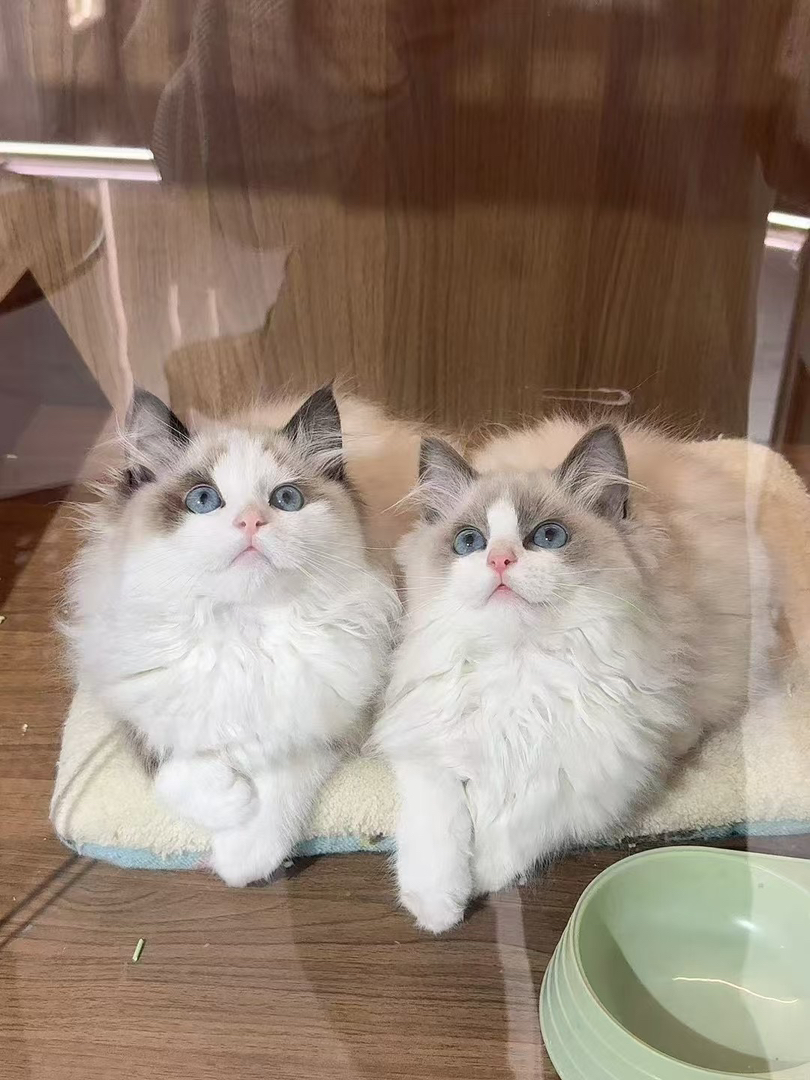 可爱布偶猫,蓝眼白毛颜值高,温顺乖巧的贴心萌宠