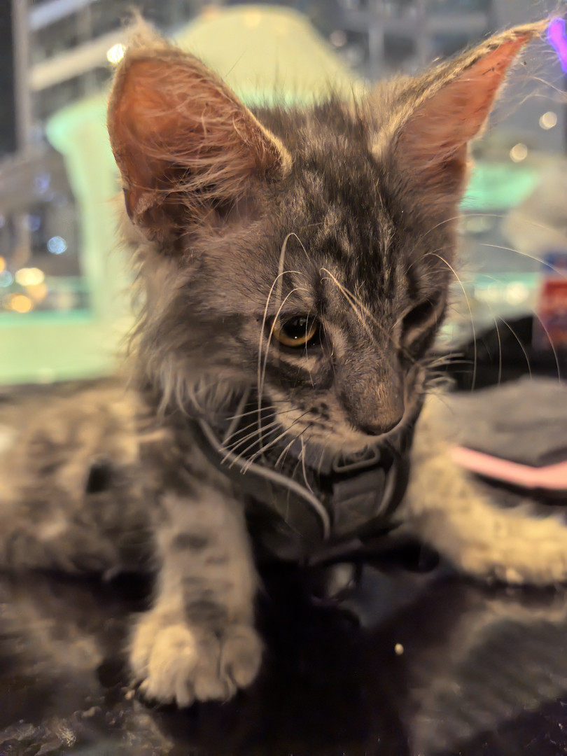 缅因猫
