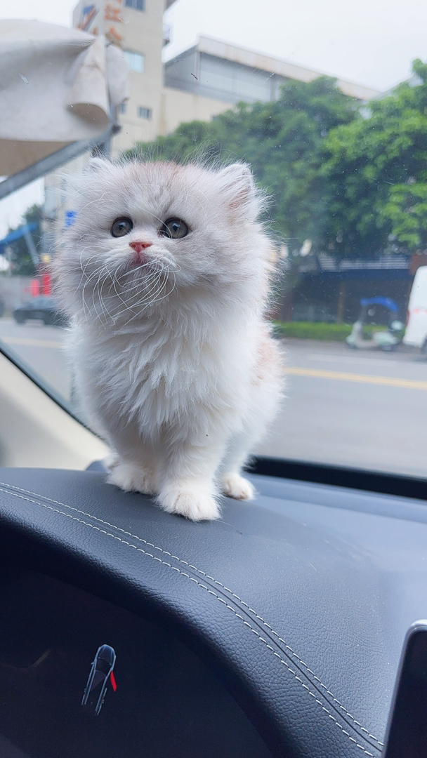 英国长毛猫