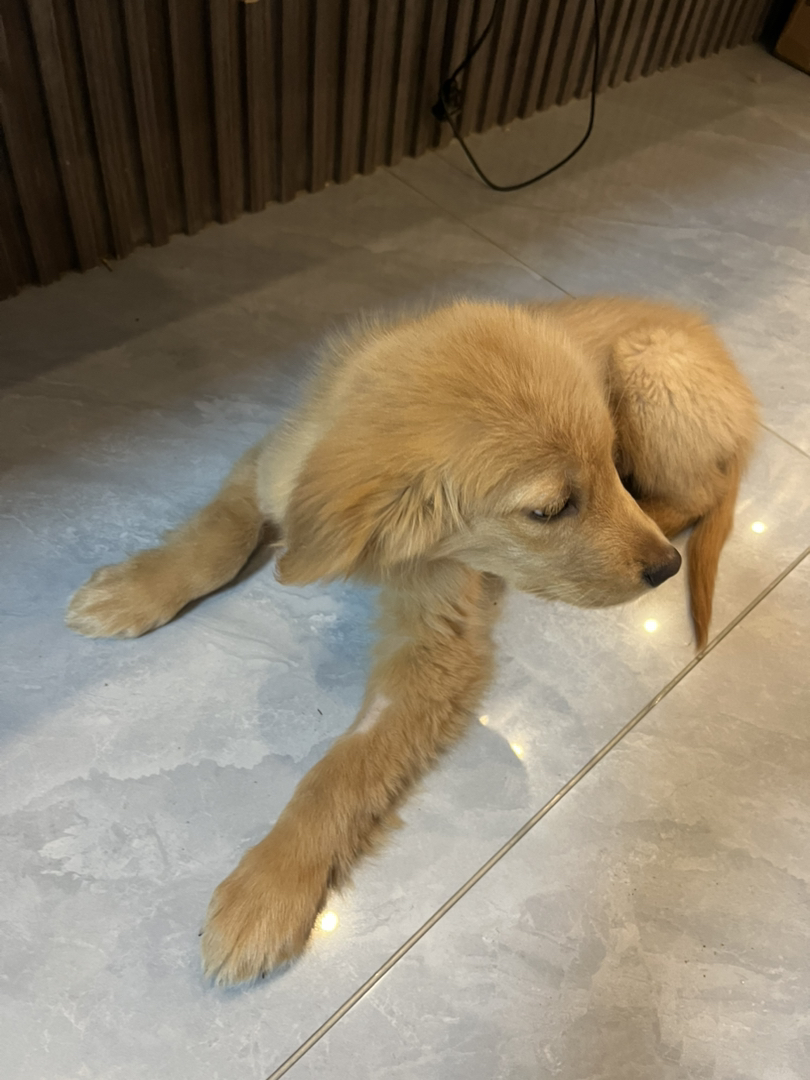 金毛 名字熊二 能看家看院看小孩