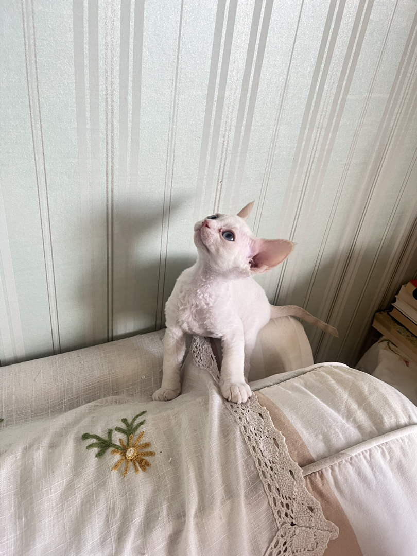 德文卷毛猫，白色精灵，大蓝眼萌猫，独特卷毛超吸睛