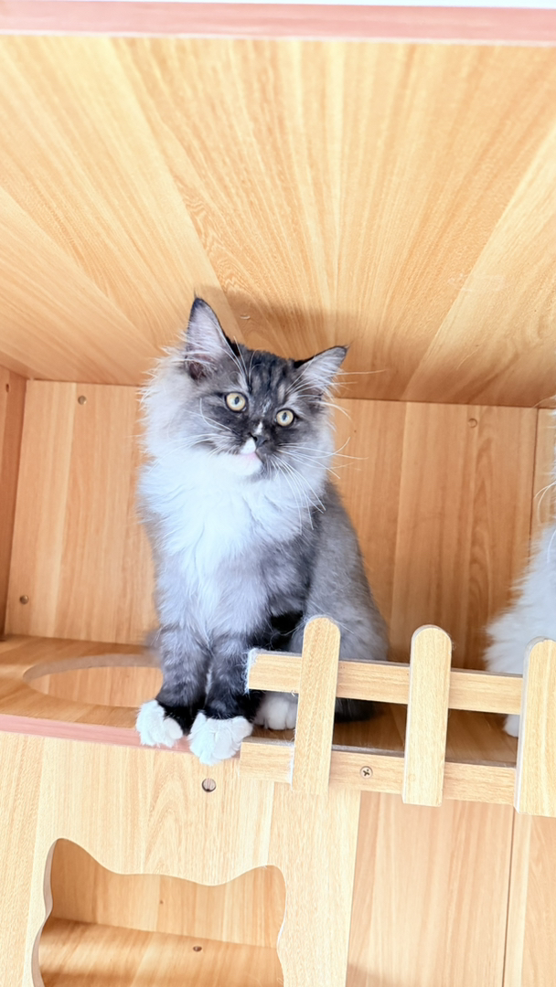 价格可以小刀。处于尴尬期，长开后更好看