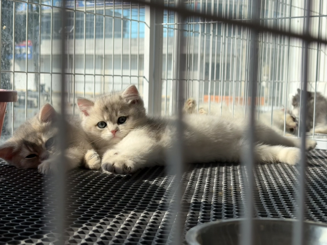 蓝金渐层小猫，颜值爆表，温顺亲人，理想的宠物伴侣