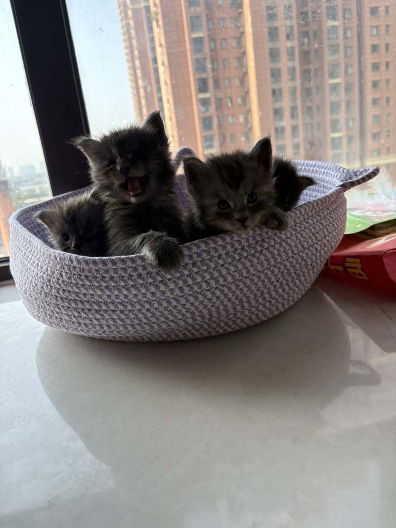 缅因猫幼崽，体型较大，毛发浓密，尽显霸气王者风范